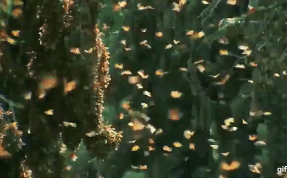 Đất nước bí ẩn bậc nhất thế giới: Dùng bươm bướm thay tiền, có mẫu ướp giá 636 triệu!