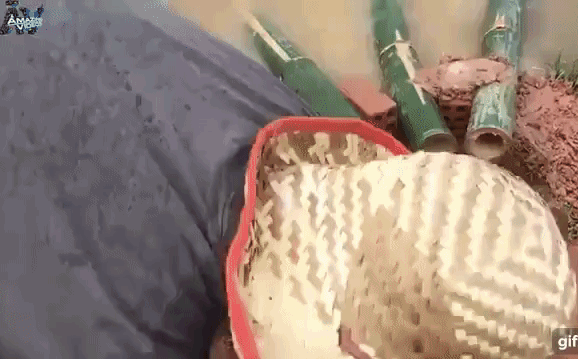 Mang một vài ống tre ra đồng, chàng trai thu được kết quả không ai ngờ tới!