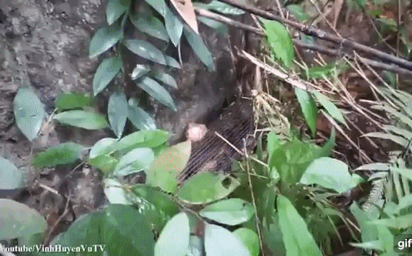 Bẫy rắn hổ mang bằng cóc độc ở Tuyên Quang: Kết quả bất ngờ!