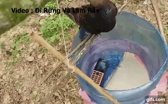 Mang điện thoại 'cục gạch' vào rừng bẫy chim, chàng trai thu được 'mẻ lưới' khó ngờ