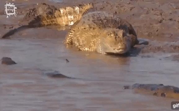 Cá sấu gặp kẻ thù không đội trời chung: Khi mãnh thú đầm lầy 'cúi đầu nhượng bộ'