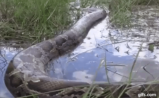 'Quái thú' trăn khổng lồ dài 5,2m vừa bị bắt ở Mỹ là trăn gì, có tấn công người không?