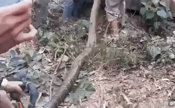 Rắn hổ mang chúa 20 kg ở Vĩnh Phúc có phải là con lớn nhất thế giới?