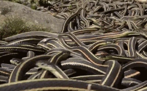 7 hòn đảo đáng sợ trên thế giới, đảo số 2 là cơn ác mộng cho những người sợ rắn