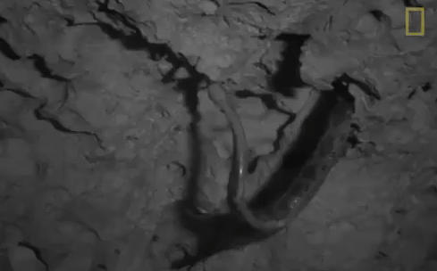 Thâm nhập hang sâu đáng sợ bậc nhất thế giới: 'Cơn ác mộng' thực sự của người sợ rắn