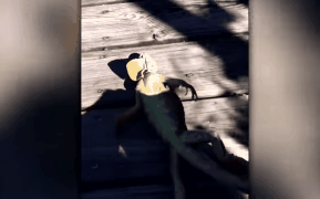 Mỹ hứng chịu giá lạnh kỉ lục: đến thằn lằn cũng đóng băng, ngã cây hàng loạt