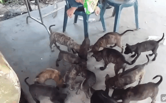 Tại sao kẻ xấu khó đánh bả được giống chó Phú Quốc 'xịn'?