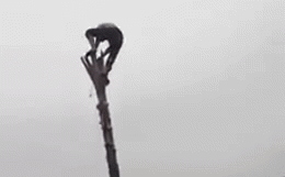 Thi trèo lên cây chuối, thanh niên gặp kết cục đau đớn dưới sự chứng kiến của nhiều người