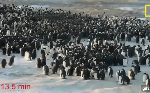 Bất ngờ phát hiện 'siêu quần thể' hơn 1,5 triệu con chim cánh cụt chưa từng biết ở Nam Cực