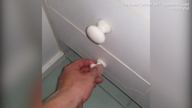 Mở ngăn kéo tủ phòng tắm, người phụ nữ hoảng sợ khi nhìn thấy con trăn nằm cuộn tròn bên trong