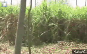 Hổ vào làng tấn công, hàng chục người đã chết và bị ăn thịt