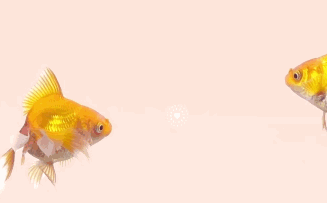 Sự thật đằng sau bí ẩn 'não cá vàng' chỉ nhớ được 3 giây