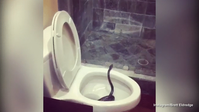 Mở nắp bồn cầu, người đàn ông hết hồn khi thấy 'tử thần' đang nằm cuộn tròn rồi ngẩng đầu lên tò mò