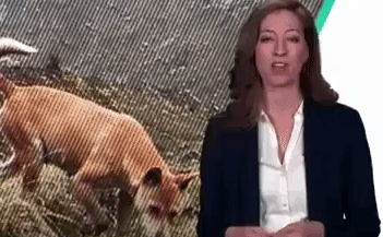 Phát hiện loài chó nguyên thủy ở đỉnh núi hẻo lánh nhất thế giới!