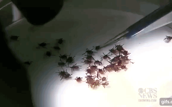 Loại ve mới xuất hiện ở Mỹ có thể gây chết người chỉ trong 48 tiếng!