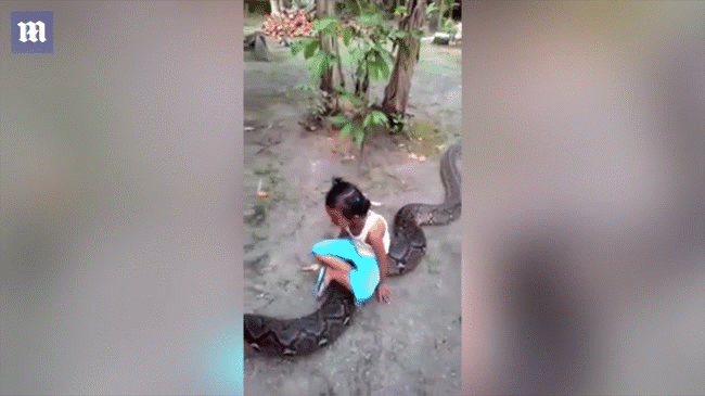 Indonesia: trăn khổng lồ bò lổm ngổm trên sân, bố mẹ vô ý còn cho con gái cưỡi chơi