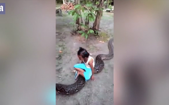 Indonesia: Trăn khổng lồ bò lổm ngổm trên sân, bố mẹ vô ý còn cho con gái cưỡi chơi