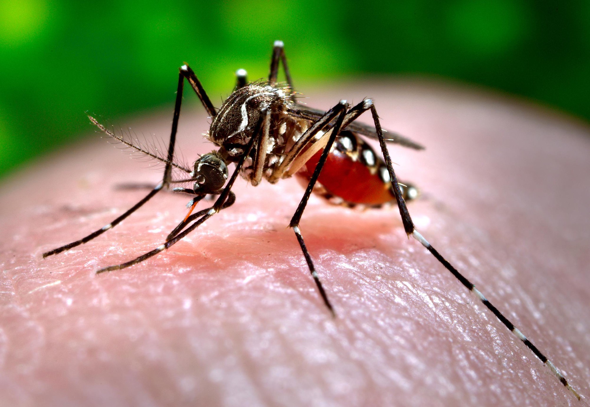 Lý do kinh dị khiến vết muỗi cắn trở nên cực ngứa mà khoa học mới tìm ra 2