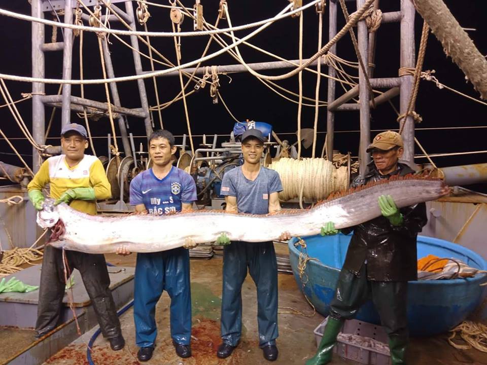 Thanh Hoá: Ngư dân bắt được cá hố rồng khổng lồ nặng gần 1 tạ, 4 người mới nhấc lên nổi 1