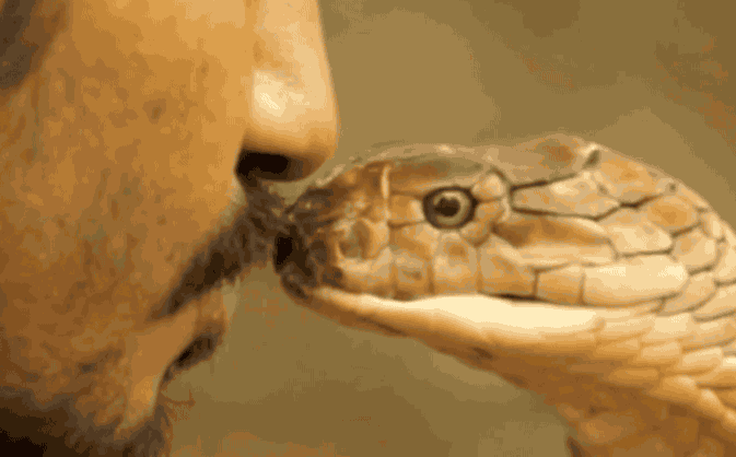 Chủ quan đùa với 'sát thủ' nguy hiểm nhất 'Lục địa đen', thanh niên chịu hậu quả tàn khốc