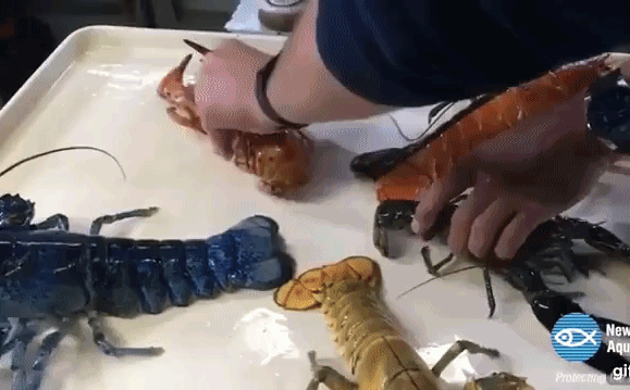 Cuộc thoát chết thần kỳ của tôm hùm cam - loại tôm rất hiếm, tỷ lệ 1 trong 30 triệu con