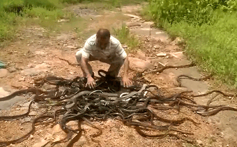 'Quái vật' cụt đầu vẫn ngóc lên trả thù người: Vì sao chúng sống dai và 'tàn ác' đến vậy?