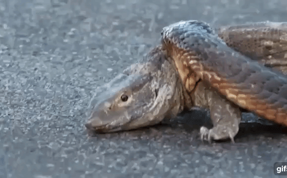 Trúng độc vì bị rắn hổ mang ngoạm cổ, kỳ đã vẫn khiến nhiều người phải bất ngờ