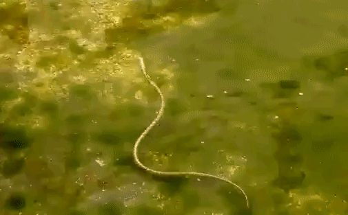 Loài rắn lớn nhất Nhật Bản có thể 'vô tư' leo tường vào nhà dân mà chẳng ai sợ - vì sao?