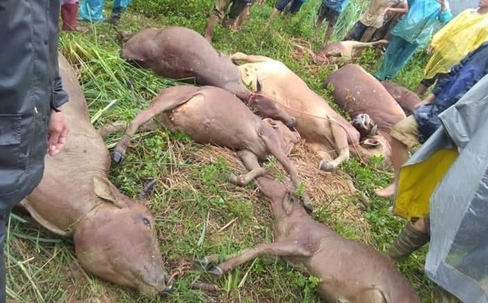 Hòa Bình: Sạt lở núi vùi lấp lán trại khiến 1 người tử vong, 11 con bò bị vùi lấp 2