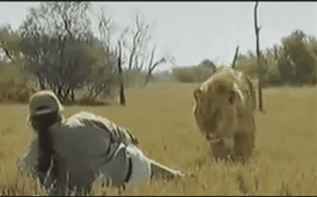 Một mình đối mặt với sư tử, người đàn ông dùng vật ít ai ngờ khiến mãnh thú bỏ chạy