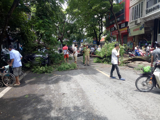Hà Nội: Ô tô đang đỗ yên lành ven đường thì bị nguyên cây phượng lớn đổ trúng 2