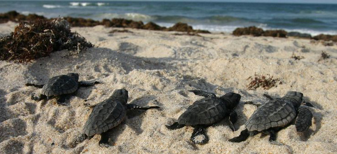 Tìm ra nguyên nhân khiến gần 300 con rùa biển chết hàng loạt tại bờ biển Florida 2