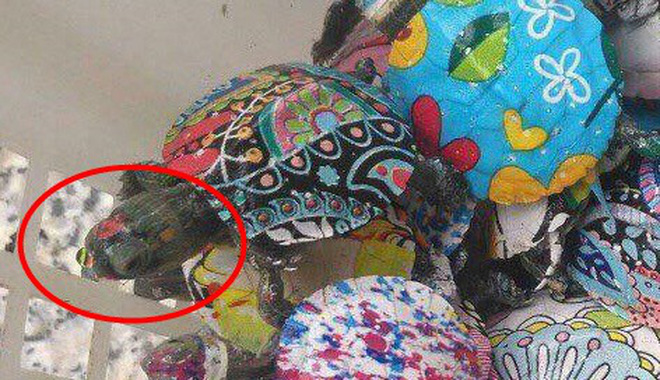 Nở rộ trào lưu bán rùa mini sơn đủ màu trên mạng xã hội, 'Nhà Rùa học' Hà Đình Đức lên tiếng cảnh báo 15