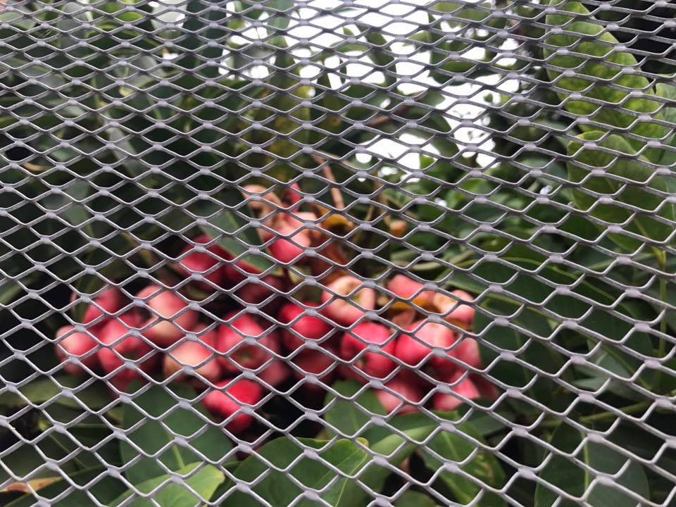 Khu vườn ngọt ngào với hoa hồng và cây trái sai trĩu trên đất Mỹ của Hoa hậu Dương Mỹ Linh 29