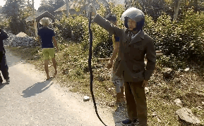 Gặp rắn độc dài 2m bò ngang quốc lộ, người đàn ông vứt xe máy xuống bắt bằng tay