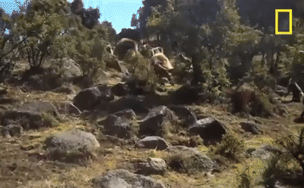 Đại chiến tranh ngôi 'mỹ hầu vương': Kẻ thua cuộc nhận kết cục thảm hại