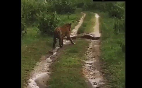 Mãnh hổ gặp trăn giữa đường và quyết định sáng suốt của chúa sơn lâm