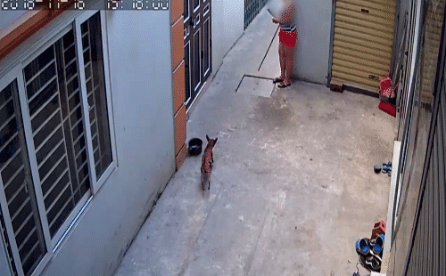 Góc bức xúc: Người phụ nữ cầm gậy, kiên nhẫn rình trước cổng để đánh chó hàng xóm