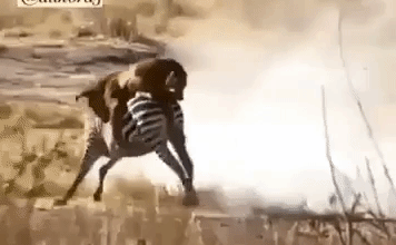 Ngựa vằn bất kham vùng lên hành hạ sư tử khiến kẻ đi săn khổ sở đối phó 