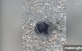 Trăn háu đói 'bóp nghẹt' và nuốt chửng dơi lớn ngay trong vườn nhà dân