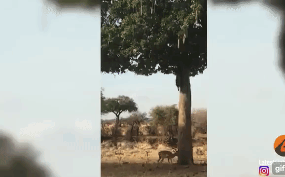 Ẩn thân như ninja, báo hoa mai hạ gục con mồi bằng cú phi thân nhanh như chớp từ ngọn cây