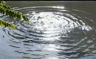 Nam thanh niên 'nghi ngáo đá' bò lê xuống sông Tô Lịch, vùng vẫy rồi chìm nghỉm