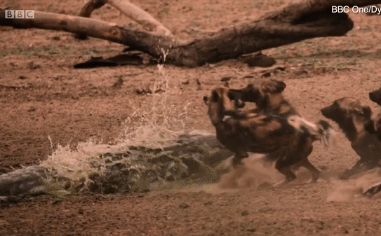 Bi kịch liên tiếp: Chó mẹ bất lực nhìn linh cẩu, cá sấu xé xác hai con non