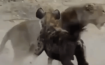 Bị 20 con linh cẩu bao vây cắn xé, sư tử cái hành động lạ lùng phút cuối