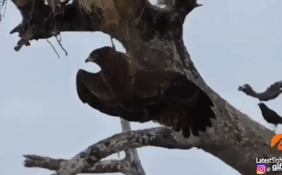 Họa vô đơn chí: Bay xuống nước tránh được diều hâu, chim thợ dệt lại bị cá sấu nuốt gọn