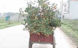 Cách vận chuyển quất cảnh về nhà chưng Tết khiến người đi đường xót hết cả ruột
