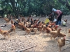 Đề xuất “cởi trói” 14 loại phí, lệ phí cho con gà