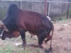 Nghệ An: Thương tâm đàn bò bị kẻ xấu hãm hại, chặt đứt chân