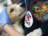 Hội An - Thành phố đầu tiên tại Việt Nam 'nói không' với tiêu thụ thịt chó mèo