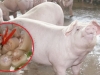 3 bộ phận ngon nhất của con lợn chỉ giới sành ăn mới biết lùng mua